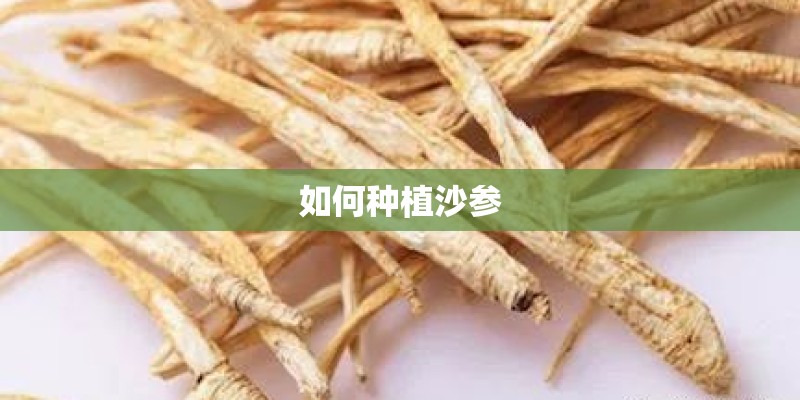 如何种植沙参