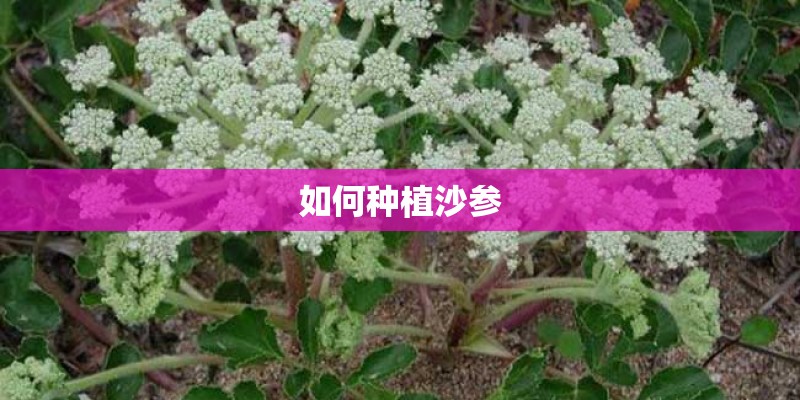 如何种植沙参