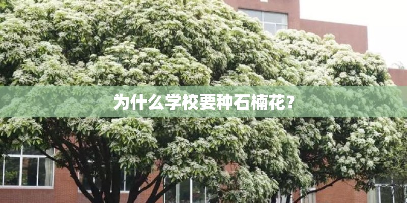 为什么学校要种石楠花？