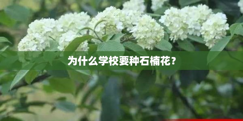 为什么学校要种石楠花？