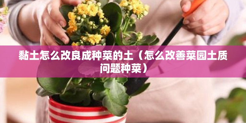 黏土怎么改良成种菜的土（怎么改善菜园土质问题种菜）
