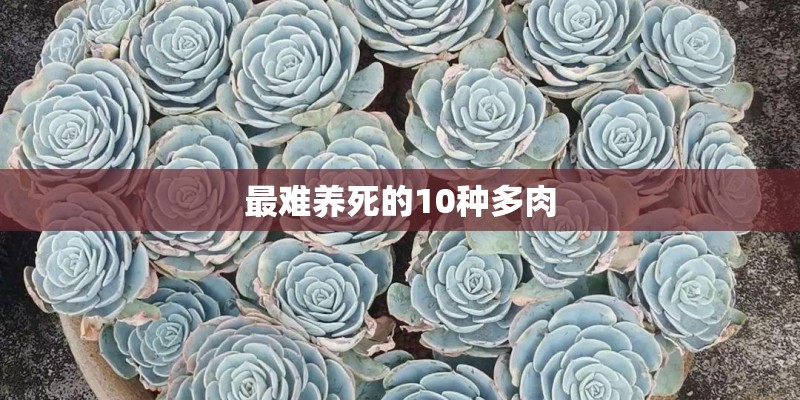 最难养死的10种多肉