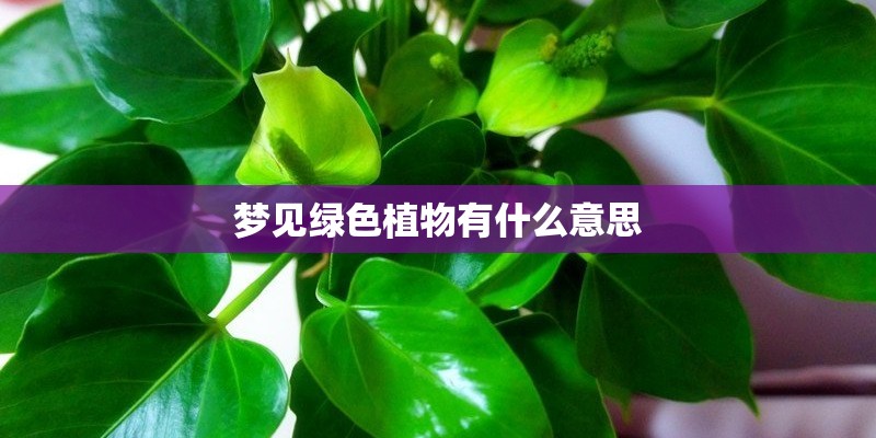梦见沙地旋复花