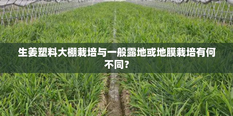 生姜塑料大棚栽培与一般露地或地膜栽培有何不同？