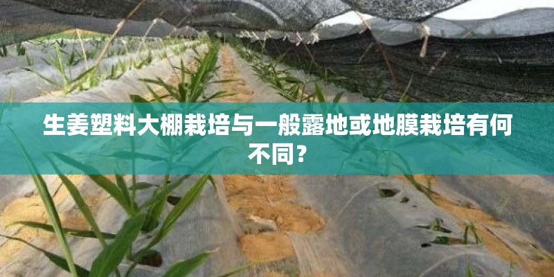 生姜塑料大棚栽培与一般露地或地膜栽培有何不同? 生姜塑料大棚栽培与一般露地或地膜栽培有何不同?