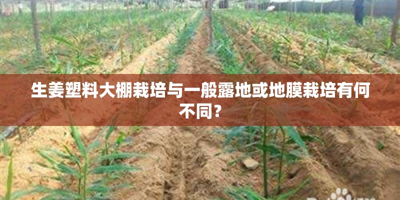 生姜塑料大棚栽培与一般露地或地膜栽培有何不同? 生姜塑料大棚栽培与一般露地或地膜栽培有何不同?
