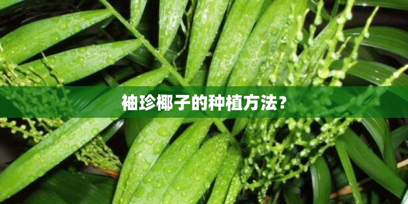 袖珍椰子的种植方法？