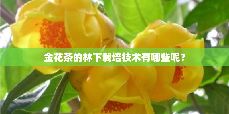 金花茶的林下栽培技术有哪些呢？