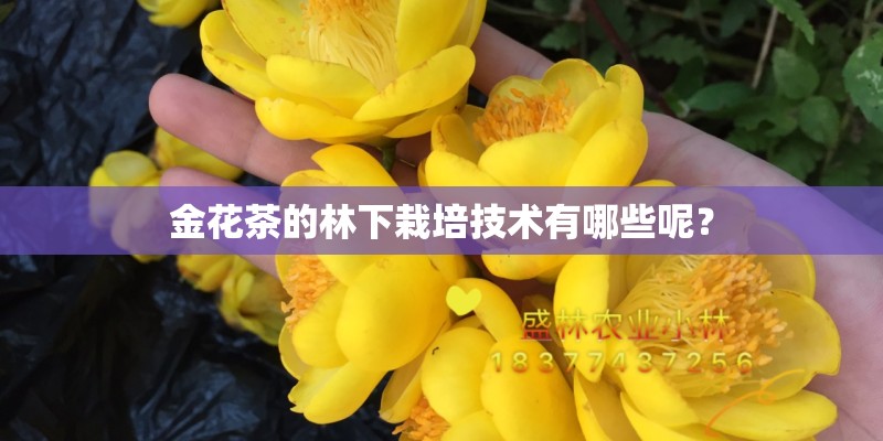金花茶的林下栽培技术有哪些呢？