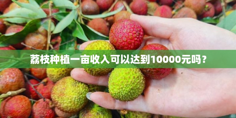荔枝种植一亩收入可以达到10000元吗? 荔枝种植一亩收入可以达到10000元吗?
