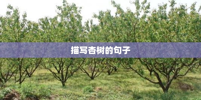 描写杏树的句子