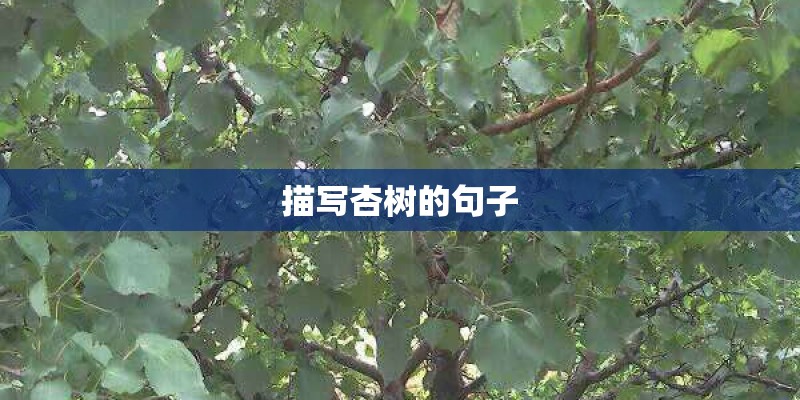 描写杏树的句子
