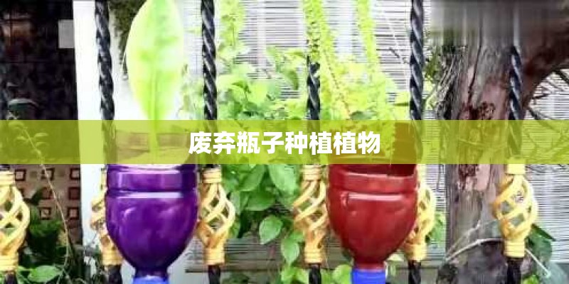 废弃瓶子种植植物