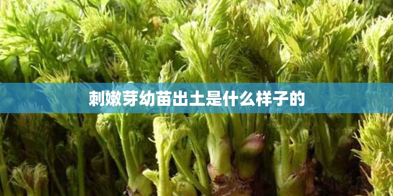 刺嫩芽幼苗出土是什么样子的