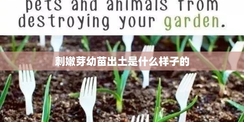 刺嫩芽幼苗出土是什么样子的