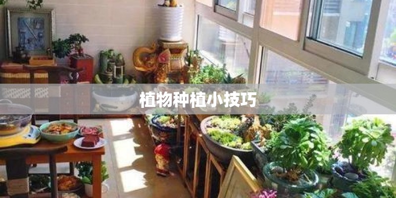 植物种植小技巧