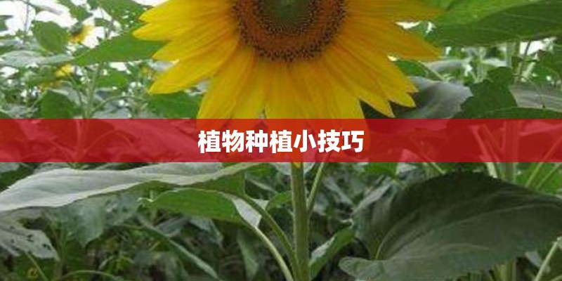 植物种植小技巧