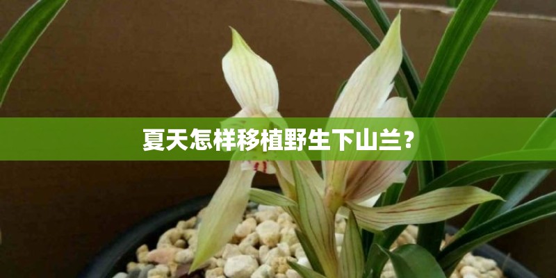 夏天怎样移植野生下山兰？
