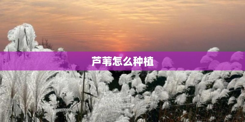 芦苇怎么种植