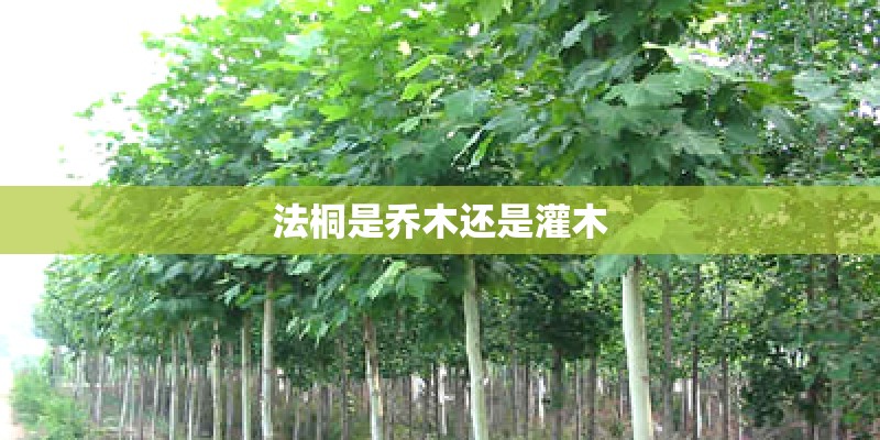 法桐是乔木还是灌木