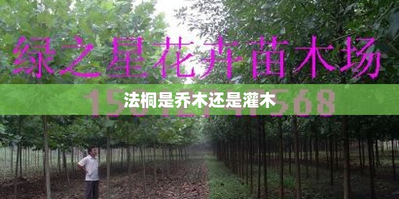 法桐是乔木还是灌木 法桐是乔木还是灌木