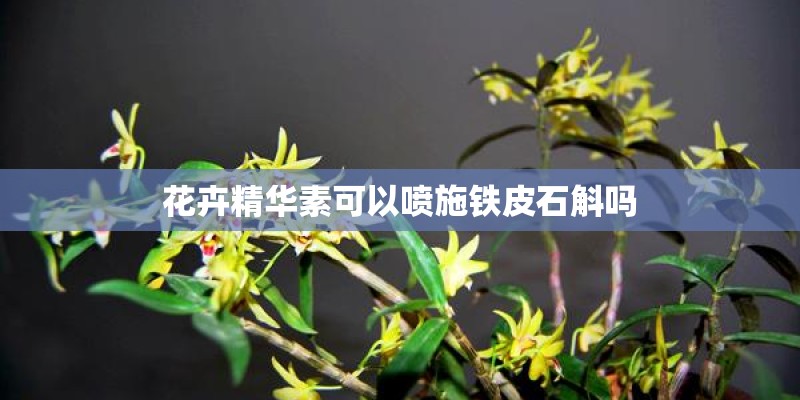 花卉精华素可以喷施铁皮石斛吗