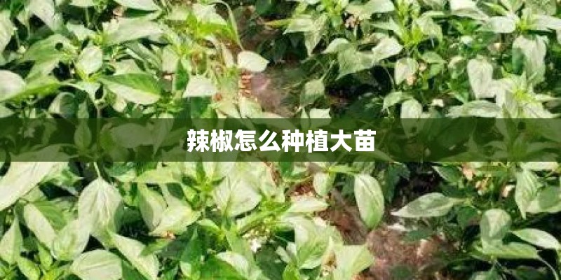 辣椒怎么种植大苗