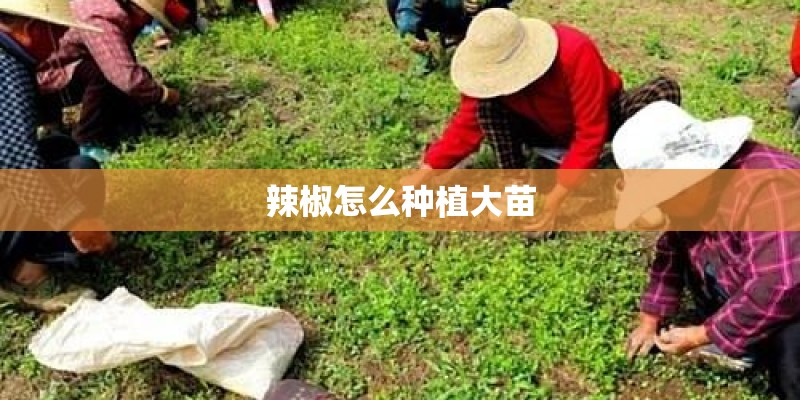 辣椒怎么种植大苗