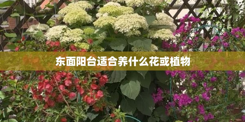 东面阳台适合养什么花或植物