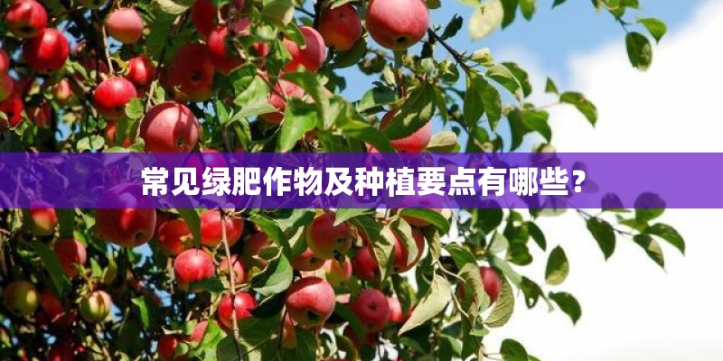 常见绿肥作物及种植要点有哪些？