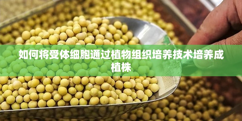 如何将受体细胞通过植物组织培养技术培养成植株 如何将受体细胞通过植物组织培养技术培养成植株