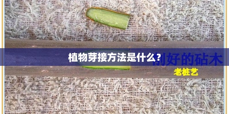 植物芽接方法是什么？