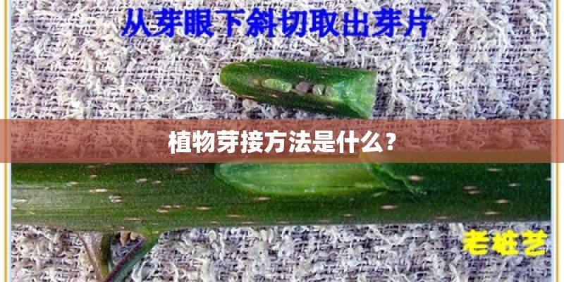 植物芽接方法是什么？