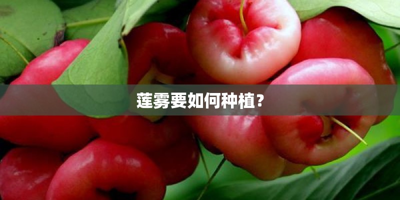 莲雾要如何种植？
