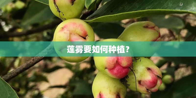 莲雾要如何种植？