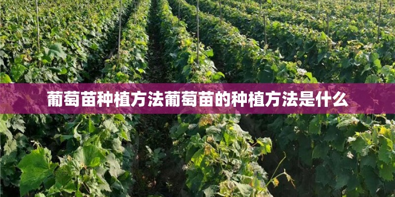葡萄苗种植方法葡萄苗的种植方法是什么