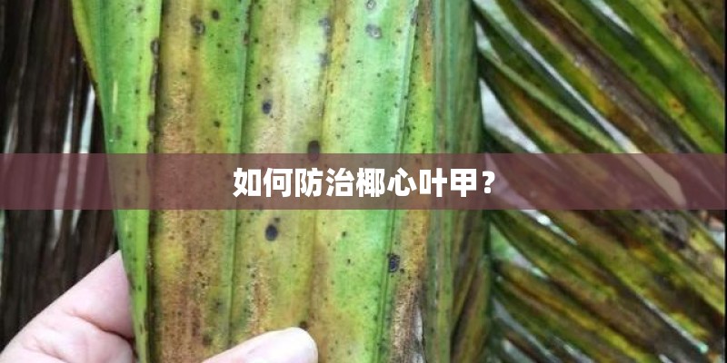 如何防治椰心叶甲？