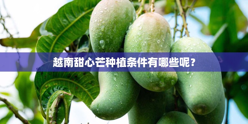 越南甜心芒种植条件有哪些呢？