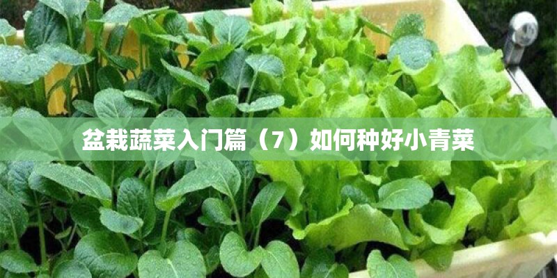 盆栽蔬菜入门篇（7）如何种好小青菜
