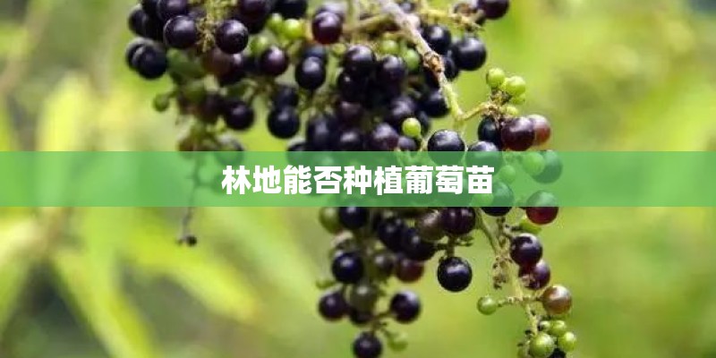 林地能否种植葡萄苗