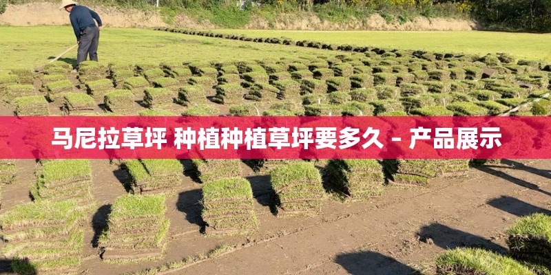 马尼拉草坪 种植种植草坪要多久 – 产品展示 马尼拉草坪 种植种植草坪要多久 – 产品展示