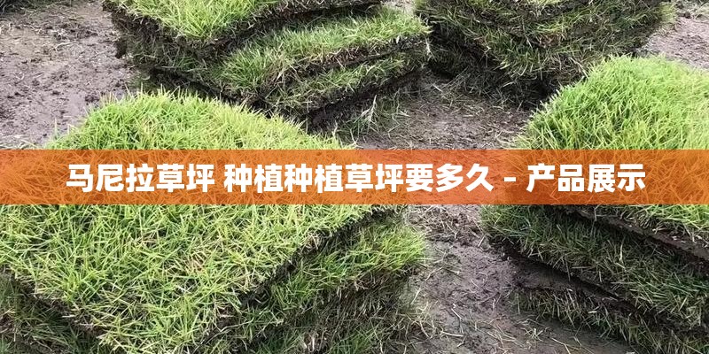 马尼拉草坪 种植种植草坪要多久 – 产品展示 马尼拉草坪 种植种植草坪要多久 – 产品展示