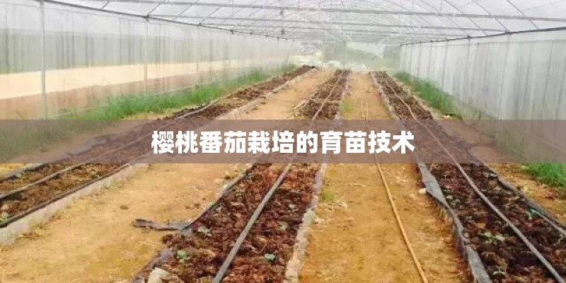 樱桃番茄栽培的育苗技术