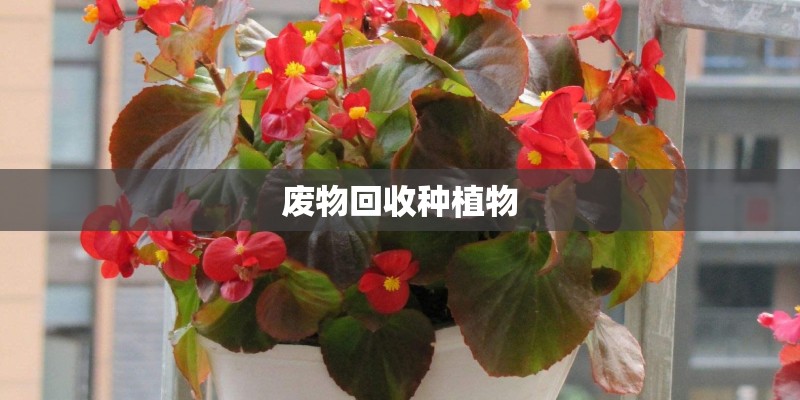 废物回收种植物