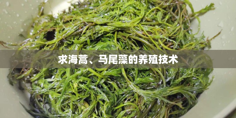 求海蒿、马尾藻的养殖技术