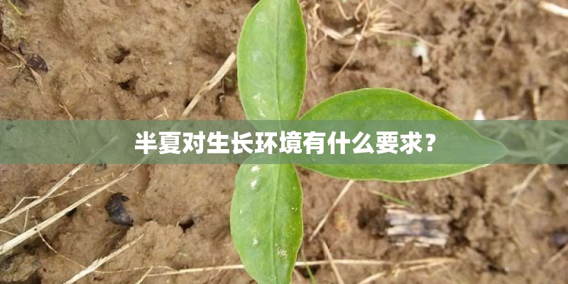半夏对生长环境有什么要求？