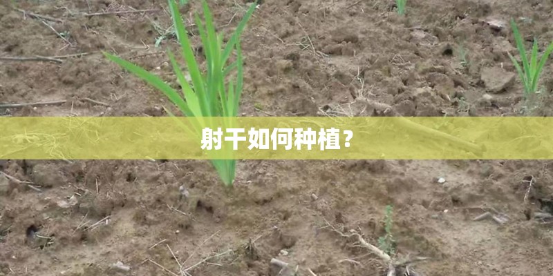 射干如何种植？