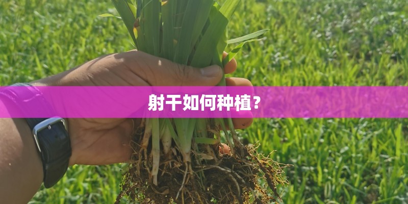 射干如何种植？