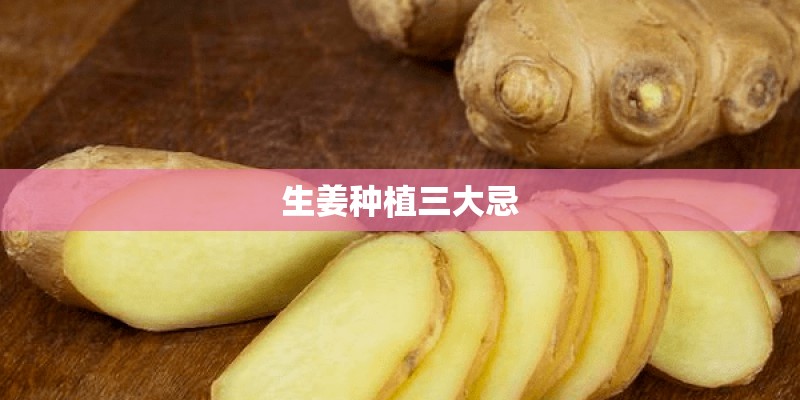 生姜种植三大忌