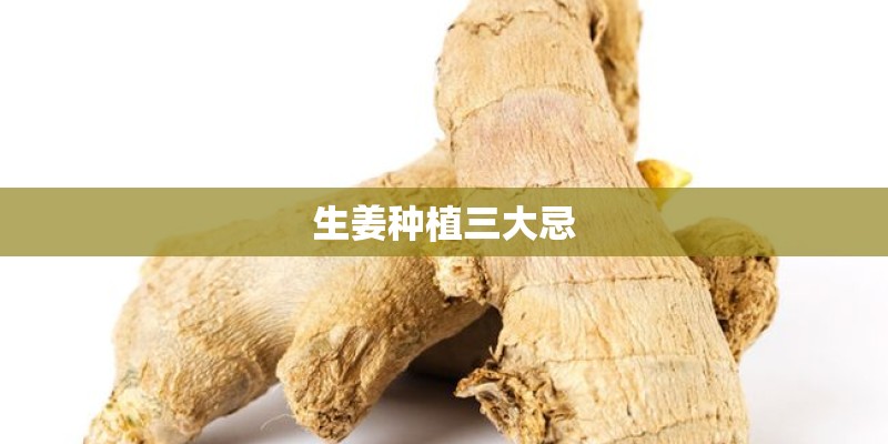 生姜种植三大忌